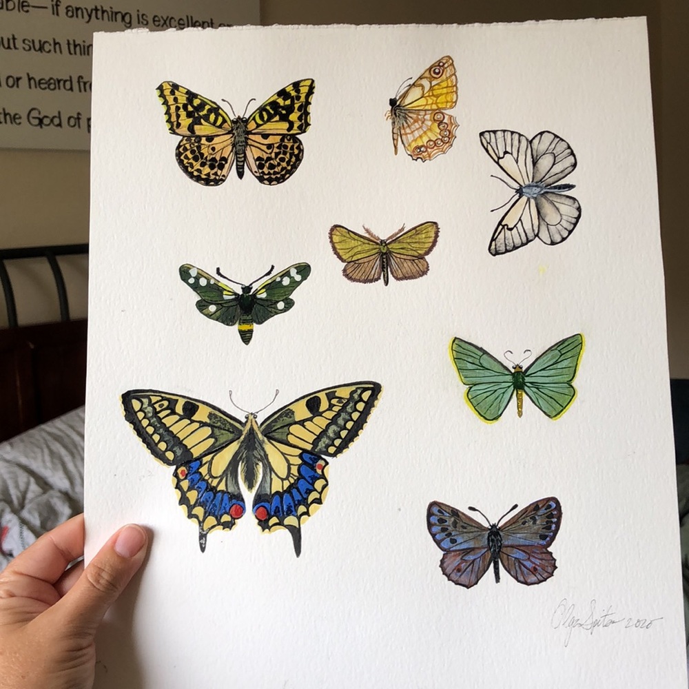 Original Butterfly Collection painting!